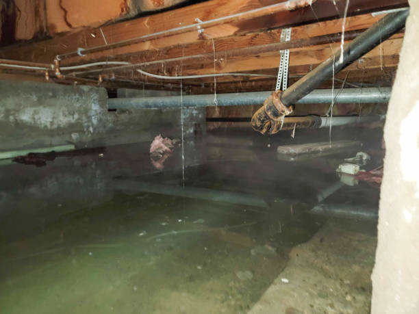 Best Flood damage cleanup  in Dayton, KY