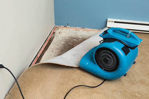Best Water damage restoration specialists  in Dayton, KY